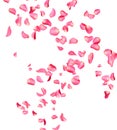 Flying fresh pink rose petals on background Royalty Free Stock Photo