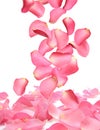 Flying fresh pink rose petals on background Royalty Free Stock Photo