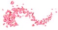 Flying fresh pink rose petals on background Royalty Free Stock Photo