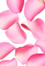 Flying fresh pink rose petals on background Royalty Free Stock Photo