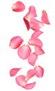 Flying fresh pink rose petals on background Royalty Free Stock Photo