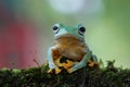 Flying frog on branch, beautiful tree frog on green leaves