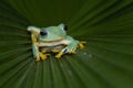 Flying frog on branch, beautiful tree frog on green leaves