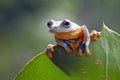 Flying frog on branch, beautiful tree frog on green leaves