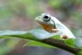 Flying frog on branch, beautiful tree frog on green leaves