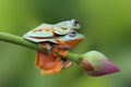 Flying frog on the branch Royalty Free Stock Photo