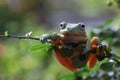 Flying frog closeup face on branch, Javan tree frog closeup image Royalty Free Stock Photo