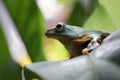 Flying frog closeup face on branch, Javan tree frog closeup image Royalty Free Stock Photo