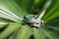 Flying frog closeup face on branch, Javan tree frog closeup image Royalty Free Stock Photo