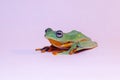 Flying frog closeup face on branch, Javan tree frog closeup image, rhacophorus reinwartii Royalty Free Stock Photo