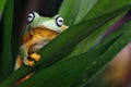 Flying frog closeup face on green leaves