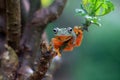 Flying frog closeup face on a twig, Javan tree frog hanging on green leaves, rhacophorus reinwardtii