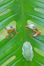 Flying frog, Javan tree frog, rhacophorus reinwartii