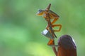 Flying frog, Javan tree frog, rhacophorus reinwartii