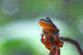 Flying frog, Javan tree frog, rhacophorus reinwartii Royalty Free Stock Photo