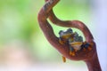 Flying frog, Javan tree frog, rhacophorus reinwartii Royalty Free Stock Photo