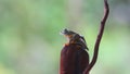 Flying frog, Javan tree frog, rhacophorus reinwartii