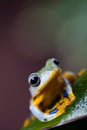 Flying Frog in the jungle on colorful background Royalty Free Stock Photo