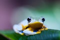 Flying Frog in the jungle on colorful background Royalty Free Stock Photo
