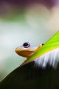 Flying Frog in the jungle on colorful background Royalty Free Stock Photo