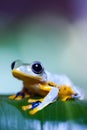 Flying Frog in the jungle on colorful background Royalty Free Stock Photo