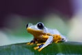 Flying Frog in the jungle on colorful background Royalty Free Stock Photo