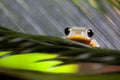 Flying Frog in the jungle on colorful background Royalty Free Stock Photo