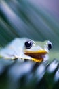 Flying Frog in the jungle on colorful background Royalty Free Stock Photo