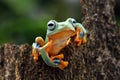 Flying frog on leaves, javan tree frog, tree frog