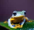 Flying Frog, Rhacophorus reinwardtii on colorful background