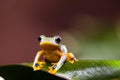 Flying Frog, Rhacophorus reinwardtii on colorful background