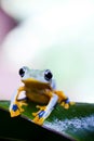 Flying Frog, Rhacophorus reinwardtii on colorful background