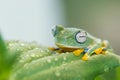 Flying frog stay on leaf after rain Royalty Free Stock Photo