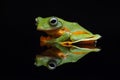 Flying frog, tree frog, frog, dumpy frog,