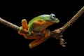 Flying frog, tree frog, frog, dumpy frog,
