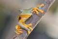 Flying frog wallace on tree Royalty Free Stock Photo