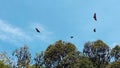 Flying fruit bats and tropical trees in blue sky background Royalty Free Stock Photo