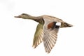 Gadwall duck in flight Royalty Free Stock Photo
