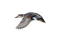 Flying Gadwall duck