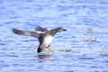 Flying gadwall, Mareca strepera, duck Royalty Free Stock Photo