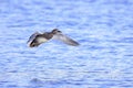 Flying gadwall, Mareca strepera, duck Royalty Free Stock Photo