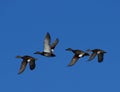 Flying Gadwalls Royalty Free Stock Photo