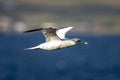 Flying gannet in blue skies Royalty Free Stock Photo