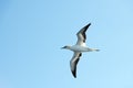 Flying gannet on blue sky Royalty Free Stock Photo