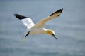 Flying Gannet in Helgoland Royalty Free Stock Photo