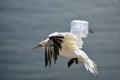 Flying Gannet in Helgoland Royalty Free Stock Photo