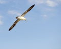 Flying Gannet in Helgoland Royalty Free Stock Photo