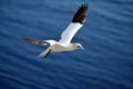 Flying Gannet in Helgoland Royalty Free Stock Photo