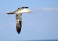 Flying Gannet in Helgoland Royalty Free Stock Photo