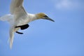 Flying Gannet in Helgoland Royalty Free Stock Photo